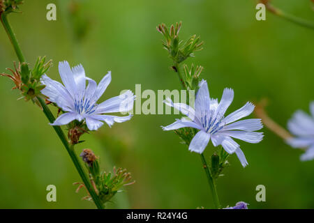 Blumen der Gemeinsamen Chicorée Stockfoto