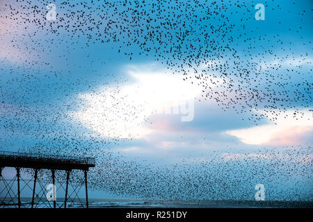 Aberystwyth Wales, Großbritannien, 16. Nov 2018. UK Wetter: Zehntausende von Staren den Himmel füllen, wie sie ihre nächtlichen Balletthaften durchführen bin urmurations' vor dem swooping lautstark für die Nacht auf den Wald von Gusseisen Beine unter Victorian seaside Pier des Aberystwyth zu Roost. Aberystwyth ist einer der wenigen städtischen Quartieren im Land und zieht Menschen aus der ganzen UK, Zeuge der spektakulären nächtlichen zeigt. Photo Credit: Keith Morris/Alamy leben Nachrichten Stockfoto