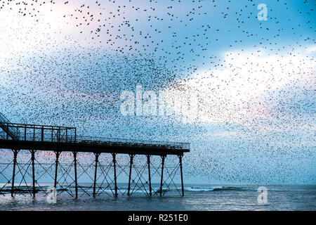 Aberystwyth Wales, Großbritannien, 16. Nov 2018. UK Wetter: Zehntausende von Staren den Himmel füllen, wie sie ihre nächtlichen Balletthaften durchführen bin urmurations' vor dem swooping lautstark für die Nacht auf den Wald von Gusseisen Beine unter Victorian seaside Pier des Aberystwyth zu Roost. Aberystwyth ist einer der wenigen städtischen Quartieren im Land und zieht Menschen aus der ganzen UK, Zeuge der spektakulären nächtlichen zeigt. Photo Credit: Keith Morris/Alamy leben Nachrichten Stockfoto