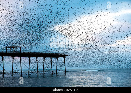 Aberystwyth Wales, Großbritannien, 16. Nov 2018. UK Wetter: Zehntausende von Staren den Himmel füllen, wie sie ihre nächtlichen Balletthaften durchführen bin urmurations' vor dem swooping lautstark für die Nacht auf den Wald von Gusseisen Beine unter Victorian seaside Pier des Aberystwyth zu Roost. Aberystwyth ist einer der wenigen städtischen Quartieren im Land und zieht Menschen aus der ganzen UK, Zeuge der spektakulären nächtlichen zeigt. Photo Credit: Keith Morris/Alamy leben Nachrichten Stockfoto