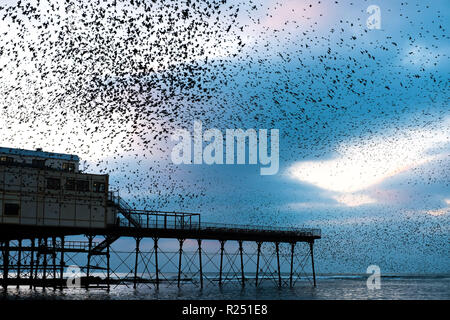 Aberystwyth Wales, Großbritannien, 16. Nov 2018. UK Wetter: Zehntausende von Staren den Himmel füllen, wie sie ihre nächtlichen Balletthaften durchführen bin urmurations' vor dem swooping lautstark für die Nacht auf den Wald von Gusseisen Beine unter Victorian seaside Pier des Aberystwyth zu Roost. Aberystwyth ist einer der wenigen städtischen Quartieren im Land und zieht Menschen aus der ganzen UK, Zeuge der spektakulären nächtlichen zeigt. Photo Credit: Keith Morris/Alamy leben Nachrichten Stockfoto