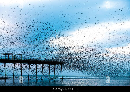 Aberystwyth Wales, Großbritannien, 16. Nov 2018. UK Wetter: Zehntausende von Staren den Himmel füllen, wie sie ihre nächtlichen Balletthaften durchführen bin urmurations' vor dem swooping lautstark für die Nacht auf den Wald von Gusseisen Beine unter Victorian seaside Pier des Aberystwyth zu Roost. Aberystwyth ist einer der wenigen städtischen Quartieren im Land und zieht Menschen aus der ganzen UK, Zeuge der spektakulären nächtlichen zeigt. Photo Credit: Keith Morris/Alamy leben Nachrichten Stockfoto