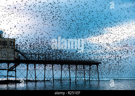 Aberystwyth Wales, Großbritannien, 16. Nov 2018. UK Wetter: Zehntausende von Staren den Himmel füllen, wie sie ihre nächtlichen Balletthaften durchführen bin urmurations' vor dem swooping lautstark für die Nacht auf den Wald von Gusseisen Beine unter Victorian seaside Pier des Aberystwyth zu Roost. Aberystwyth ist einer der wenigen städtischen Quartieren im Land und zieht Menschen aus der ganzen UK, Zeuge der spektakulären nächtlichen zeigt. Photo Credit: Keith Morris/Alamy leben Nachrichten Stockfoto