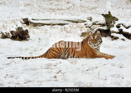 Amur Tiger Liegend im Schnee Stockfoto