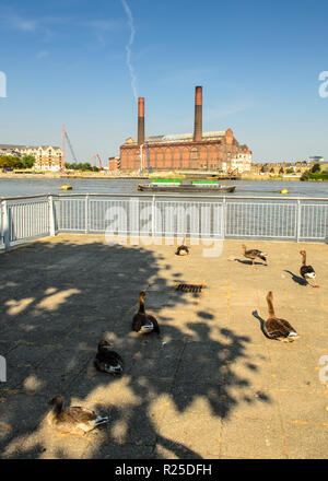 London, England, Großbritannien - 18 Juli 2013: eine Herde Gänse in der Sonne auf der Themse weg sitzen an der Battersea in London, mit Chelsea's Lots Road P Stockfoto