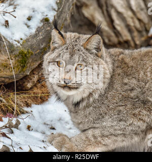 Kanada Lynx im Schnee, extreme Nahaufnahme Geduckt Stockfoto