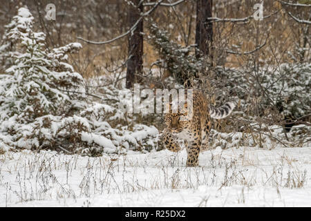 Amur Leopard zu Fuß durch einen verschneiten Wald, Schnee verkrustet auf seinem Rücken Stockfoto