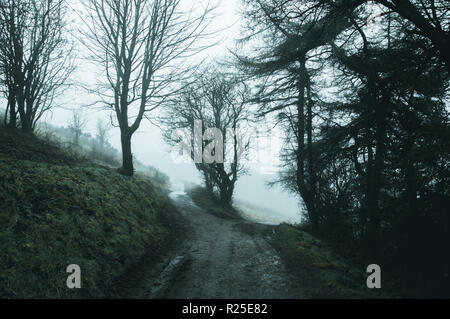 Eine Gabel in einem Waldgebiet Pfad an einem nebligen Wintertag. Mit einem kalten, gedämpften Edi Stockfoto