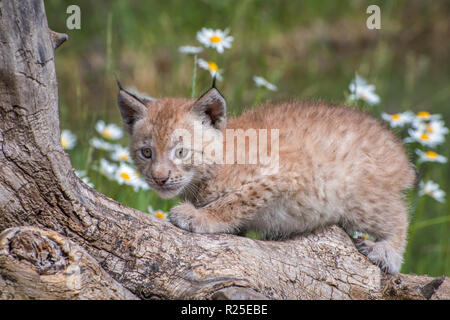 Sibirische Lynx Kitten thront auf einem Anmelden und von Gänseblümchen Umgeben Stockfoto