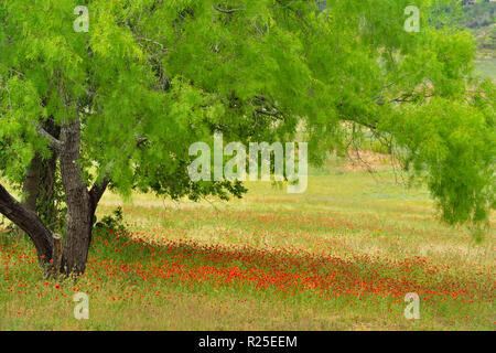 Indische Vertrag/Feuerrad Blumen und mesquite Baum, Türkei Bend LCRA, Texas, USA Stockfoto