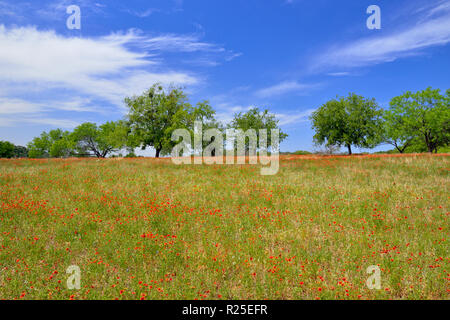 Indische decke Blumen und Mesquite Bäume, Türkei Bend LCRA, Texas, USA Stockfoto