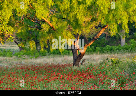 Indische decke Blumen und Mesquite Bäume, Türkei Bend LCRA, Texas, USA Stockfoto