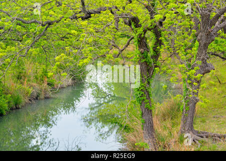 Feder Eichen überhängenden Felsen Creek, in der Nähe von Johnson City, Texas, USA Stockfoto