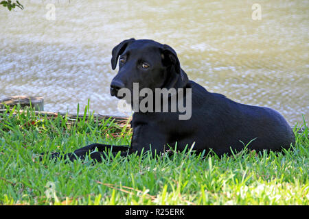 Schöne schwarze Lab mit in das Gras am Wasser Stockfoto