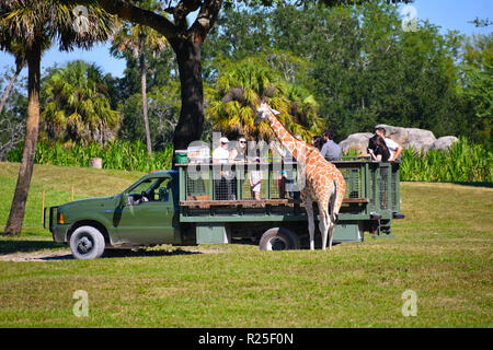 Tampa, Florida. Oktober 25, 2018 Personen, Safari und die Bilder von einer Giraffe in Bush Gardens Theme Park. Stockfoto