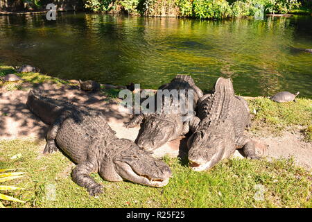 Tampa, Florida. Oktober 25, 2018. Alligatoren entspannt auf der Seite der Lagune bei Bush Gardens Tampa Bay. Stockfoto