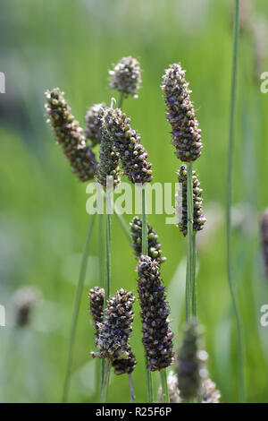 Narrowleaf wegerich Plantago integrifolia, Bayern, Deutschland, Europa Stockfoto