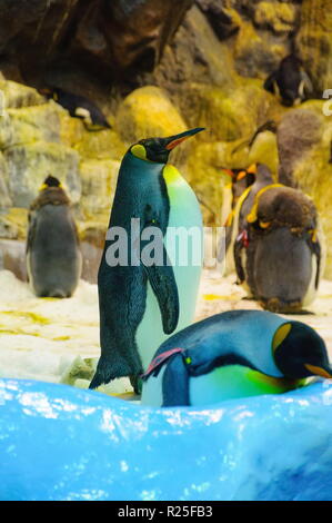 Großer König Pinguine im Loro Parque, Teneriffa, Kanarische Inseln Stockfoto