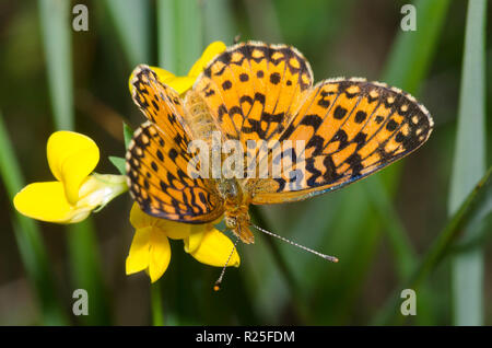 Fritillar mit silberner Einfassung, Boloria myrina, auf Vogelfußtrefoil, Lotus corniculatus Stockfoto