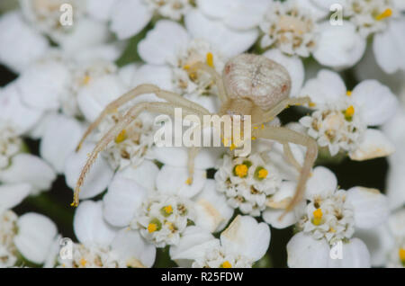 Crab Spider, Mecaphesa sp., auf Schafgarbe Achillea sp. Stockfoto