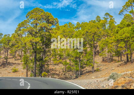 Straße entlang der kanarischen Kiefern in den Naturpark Corona Forestal, Teneriffa, Kanarische Inseln. Stockfoto