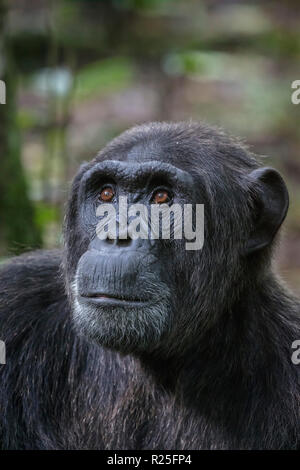 Nahaufnahme der wilden gemeinsamen Schimpansen Pan troglodytes, Kibale Nationalpark, Uganda Stockfoto