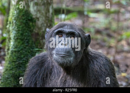 Nahaufnahme der wilden gemeinsamen Schimpansen Pan troglodytes, Kibale Nationalpark, Uganda Stockfoto