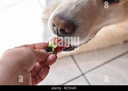 Weißer Labrador Retriever Hund essen eine Erdbeere Obst aus eigner Hand/konzeptionellen Bild des Vertrauens und der Freundschaft zwischen Hund und Mensch Stockfoto