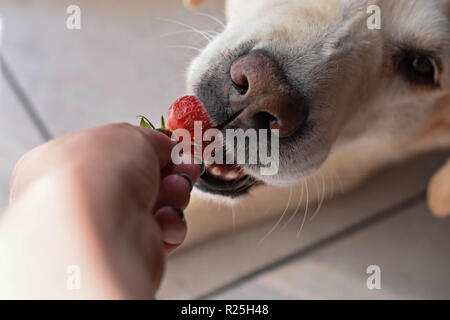 Weißer Labrador Retriever Hund essen eine Erdbeere Obst aus eigner Hand/konzeptionellen Bild des Vertrauens und der Freundschaft zwischen Hund und Mensch Stockfoto