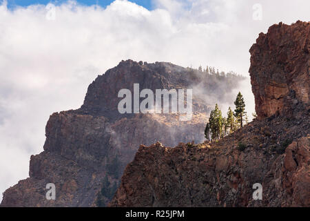 Pinus Canariensis, Kanarische Kiefern wachsen am Rand einer Klippe, in der Las Canadas del Teide National Park, Teneriffa, Kanarische Inseln, Spanien Stockfoto