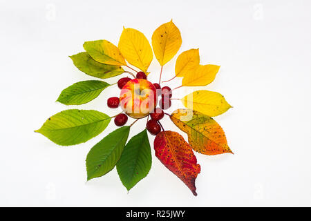Herbst Blätter und Früchte Stockfoto