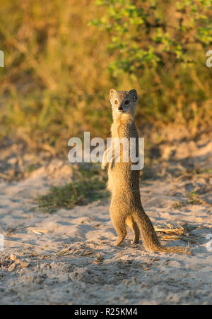 Yellow mongoose (Cynictis penicillata), Savuti, Botswana, Afrika Stockfoto