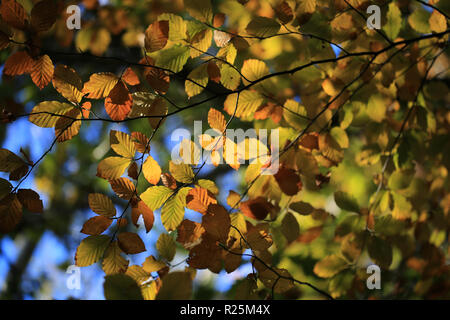 Sammlung von Herbst Farbe Blätter, County Kerry, Irland Stockfoto