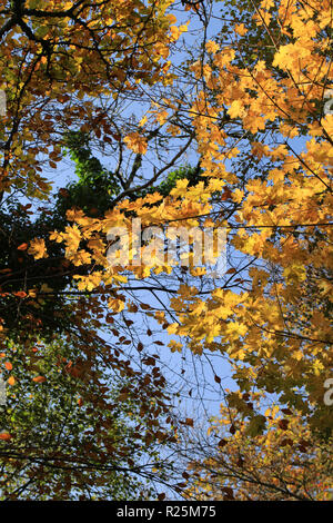 Sammlung von Herbst Farbe Blätter, County Kerry, Irland Stockfoto