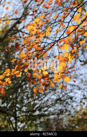 Sammlung von Herbst Farbe Blätter, County Kerry, Irland Stockfoto