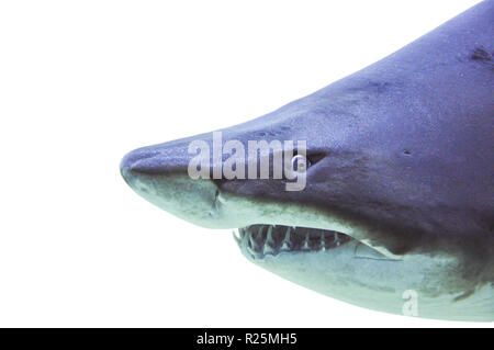 Sand Tiger Shark underwater schließen bis auf weißem Hintergrund Stockfoto