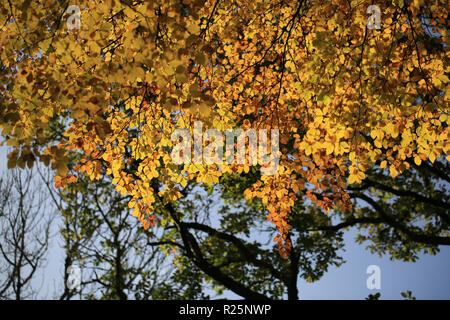 Sammlung von Herbst Farbe Blätter, County Kerry, Irland Stockfoto