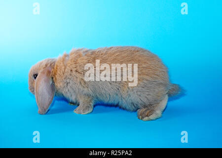 Süße mini lop Kaninchen auf Blau blackground Stockfoto