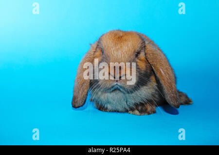 Süße mini lop Kaninchen auf Blau blackground Stockfoto