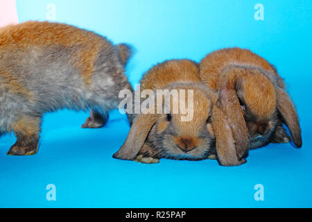 Süße mini lop Kaninchen auf Blau blackground Stockfoto