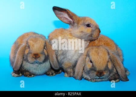 Süße mini lop Kaninchen auf Blau blackground Stockfoto