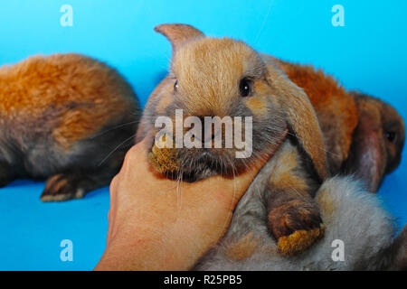 Süße mini lop Kaninchen auf Blau blackground Stockfoto