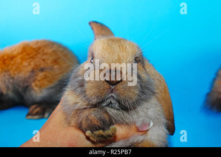 Süße mini lop Kaninchen auf Blau blackground Stockfoto