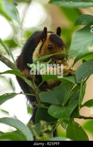 Malabar Riese Eichhörnchen, Ratufa indica am Periyar, Kerala, Indien Stockfoto