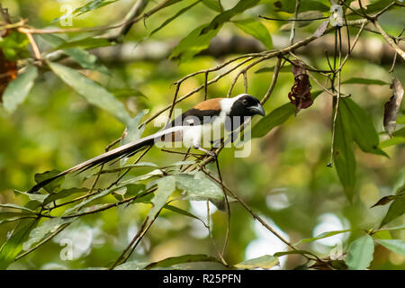 White-bellied Treepie, Dendrocitta leucogastra am Periyar, Kerala, Indien Stockfoto