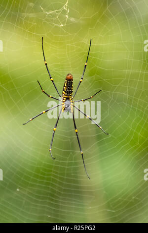 Goldener Seide Orb-weaver Spider, Nephiles pilipes am Periyar, Kerala, Indien Stockfoto