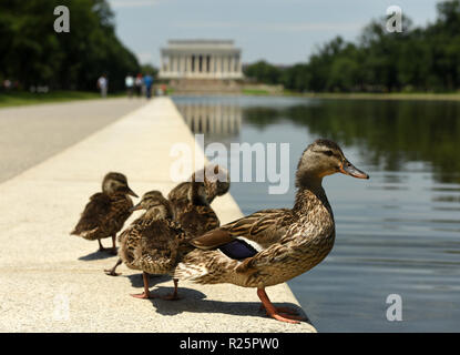 Enten in der Nähe des Pool und Lincoln memorialin in Washington, DC. Stockfoto