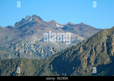 Andean condor Fliegen über den Colca Canyon, die Highland in Arequipa Region, Peru Stockfoto