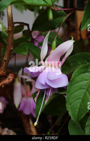 Bild vertikal von Pastell Lila fuchsia Blumen mit den grünen Blättern, Cusco, Peru, Südamerika Stockfoto