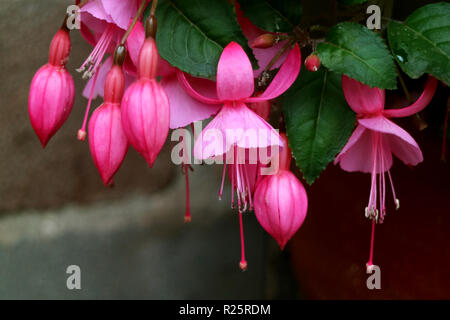Haufen von schönen leuchtenden rosa blühenden fuchsia Blumen, Cusco, Peru, Südamerika Stockfoto